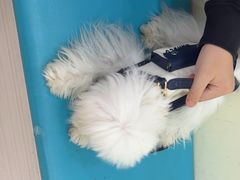 -天宠宠物医院24小时·急重症诊疗中心·全科·腔镜特色(和平分院)