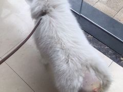 -菲尔斯特宠物医院