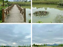 -三垟湿地