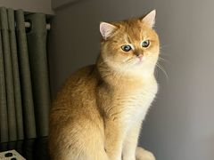-喵zoo家庭繁育猫舍(尖东智能花园店)