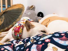 -柴迷FANS CLUB·柴犬狗咖·猫咖