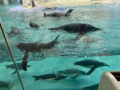 -帝企鹅自助餐厅•儿童岛•真企鹅(长隆企鹅酒店)