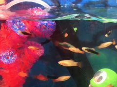 -烟台海昌鲸鲨海洋公园