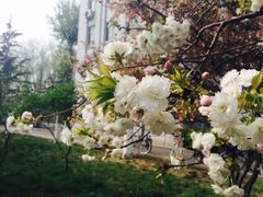-山东大学(洪家楼校区)
