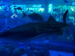 -成都浩海立方海洋公园