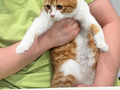 -艾吉宠物医院·疑难杂症转诊中心·猫友好(碧江路院)