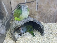 -青石桥花鸟鱼虫市场(叠翠城店)