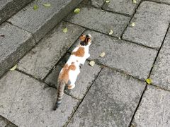 -法云安缦酒店