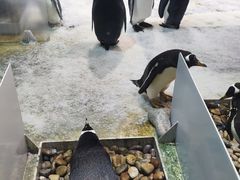 -大连圣亚海洋世界