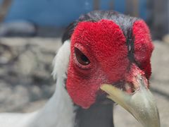 -青藏高原野生动物园