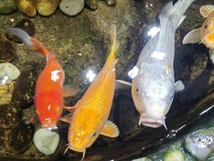 -多哥水傣味餐厅(司马巷店)