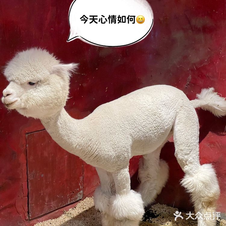 zoolung萌宠乐园[爱心]游记