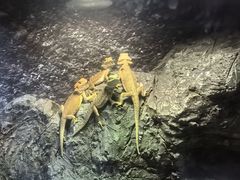 -西安曲江海洋极地公园