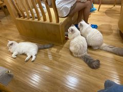 -滚猫咖啡·猫咖·猫友好撸猫(未来城店)