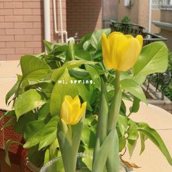 -加帕瑜伽培训学院