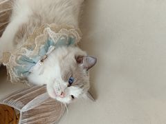 -怪兽屋·羊驼·猫咖·狗咖(俊华广场店)