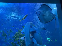 -太平洋海底世界