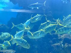-海合安青岛极地海洋公园