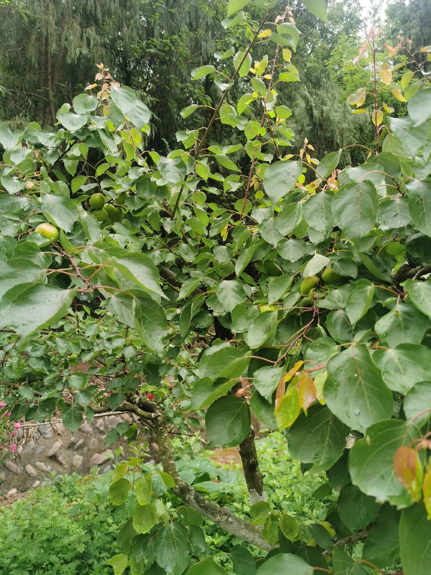 绵阳山水涧农家乐,环境卫生都不错