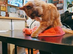 -猫小院猫主题咖啡厅(北锣店)