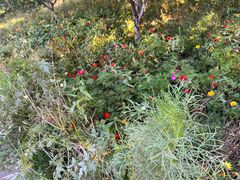 -北京西山国家森林公园