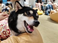 -逗柴咖啡屋·狗咖猫咖宠物桌游