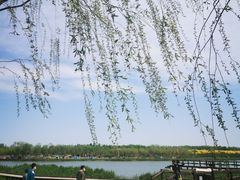 -西青郊野公园