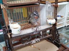 -万商花鸟市场