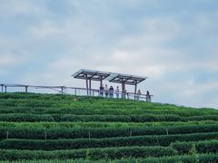 -龙坞茶村