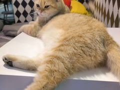 -大型宠物商超·宠海王国·宠物猫狗活体·用品·美容(新世界百货重庆店)