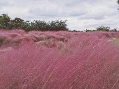 -白鹭湾湿地公园
