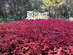 -黑龙江省森林植物园