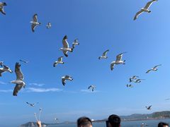 -海驴岛(荣成市)