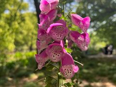 -上海共青森林公园