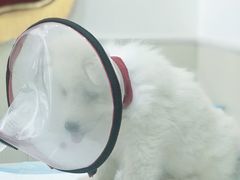 -佳怡动物医院·平价24小时·猫专科骨外科