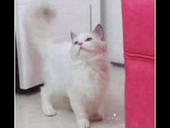 -Bastet sally猫舍购宠(静安店)