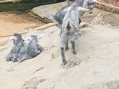 -深圳野生动物园