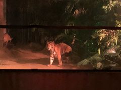 -清迈夜间动物园