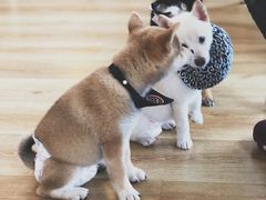 -柴犬小屋·柴餐厅·狗咖食堂(金鼎广场店)