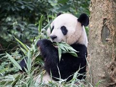 -中国大熊猫保护研究中心雅安碧峰峡基地