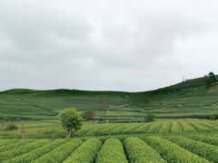 -龙坞茶村