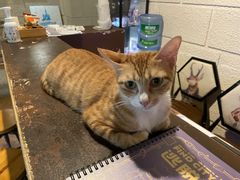 -逃脱反斗城沉浸剧情密室(北京路店)