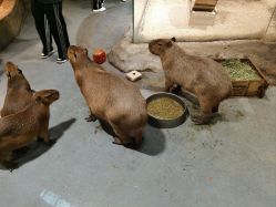 -Zoolung Zoolung动物主题公园(海信广场店)