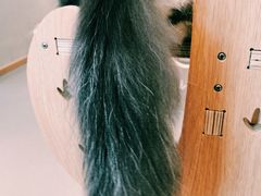 -飞行喵MR PILOT|猫舍·猫咖(静安大融城店)