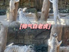 -广州长隆野生动物世界