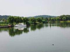 -大塘金香草谷