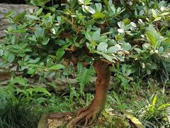 -深圳仙湖植物园