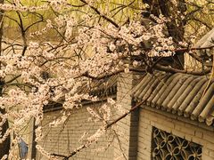 -桃花堤公园