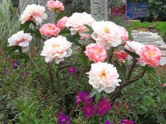 -重庆市江北嘴中央商务区中央公园