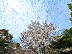 -高东镇樱花园